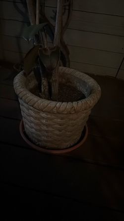 Concrete pot with 6' tree