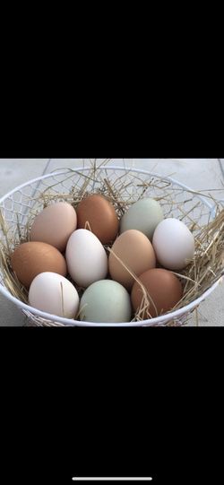 Farm Fresh Eggs !