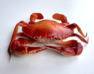 2 Crab Model for Home Decor, Restaurant Display, Stage Drama & Photography Prop 6/9 Inch 