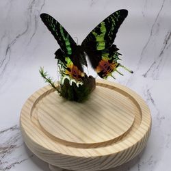 Madagascar Sunset Moth In Globe Display 