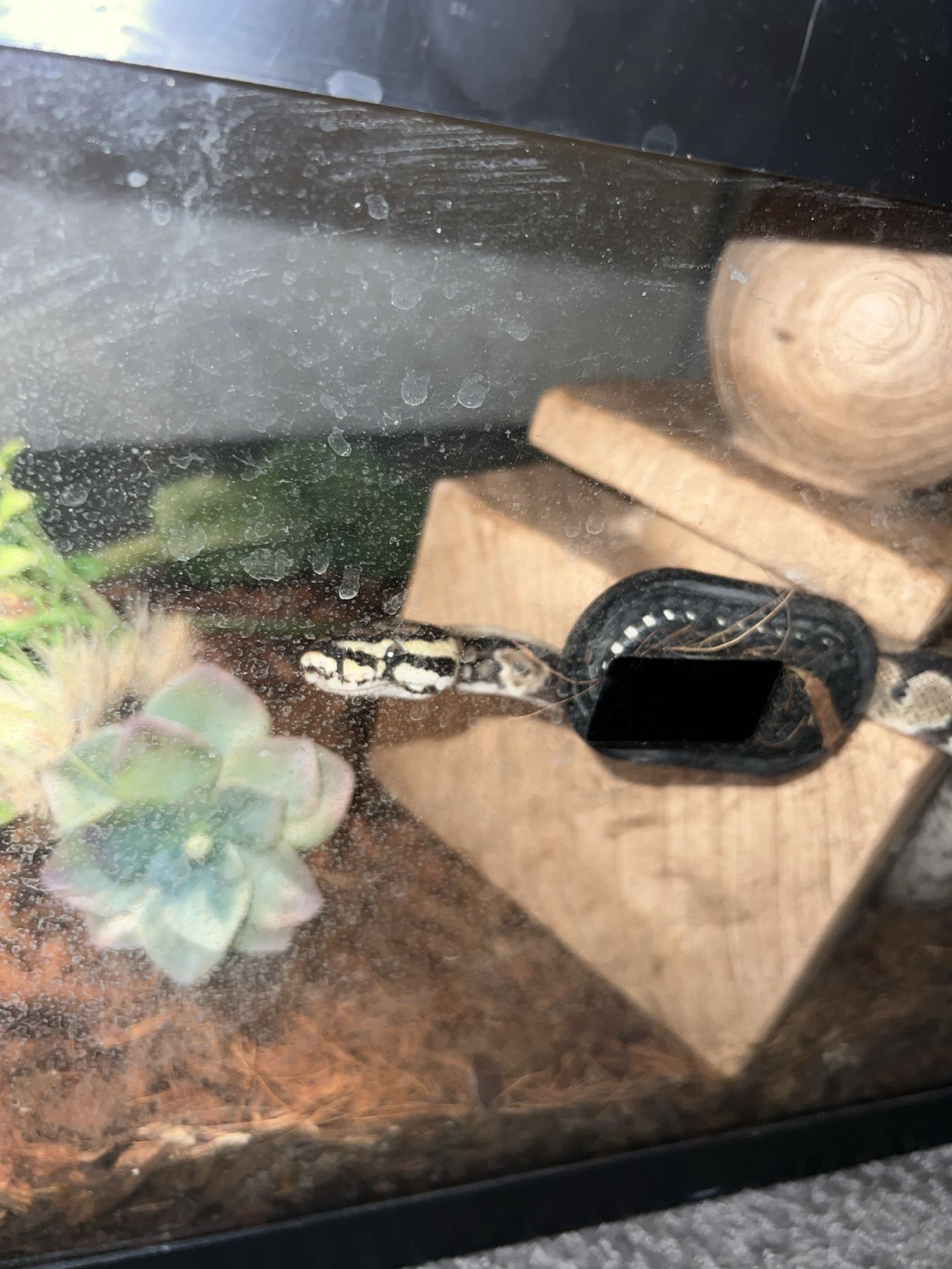 Pet Snake For Sale Everything Included