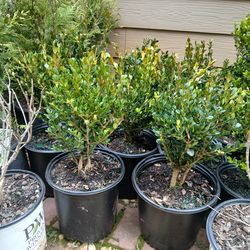 2gal Wintergreen Boxwood $10 Each