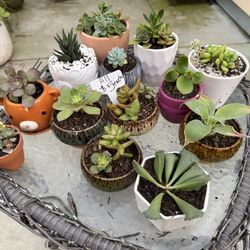 $5 Potted Succulents 