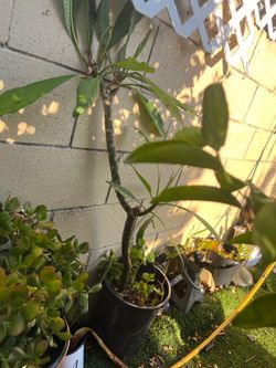 Planta