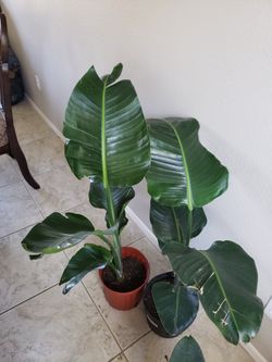 Giant Bird Of Paradise
