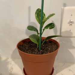  House Plant Marble Peperomia