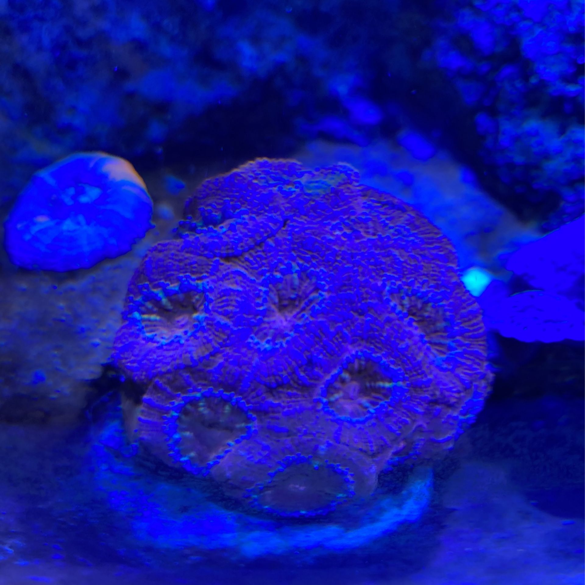 Reef Tank Coral Everything For 100 Bucks