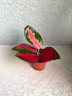 Aglaonema plant