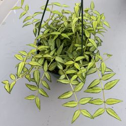 Hoya Bella Inner Variegation ( Luis Bois) 