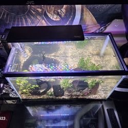 Fish tank/ accessories