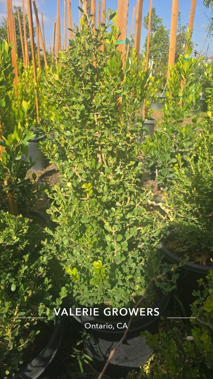 Boxwood 
