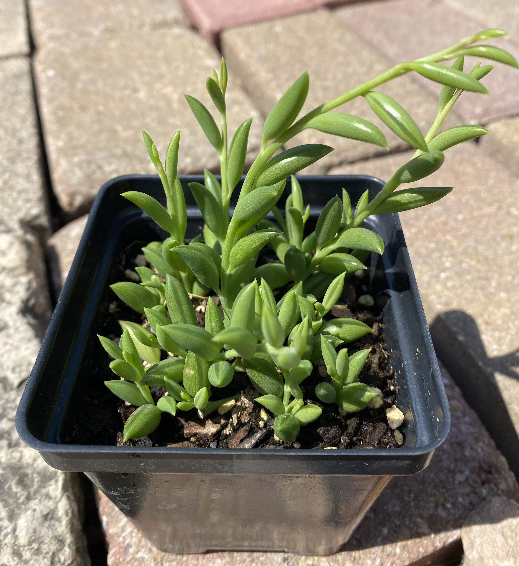 String Of Bananas Succulent Plant 3.5” Pot 