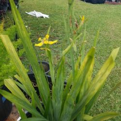 Yellow Irish multiple plants $10.00