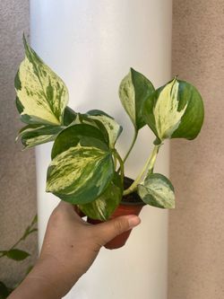 Manjula Pothos plant