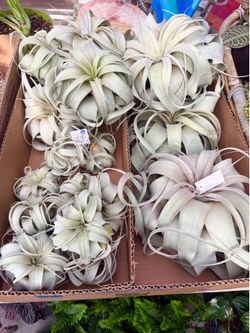 Plants ($3 to $45 prices) Airplants💚
