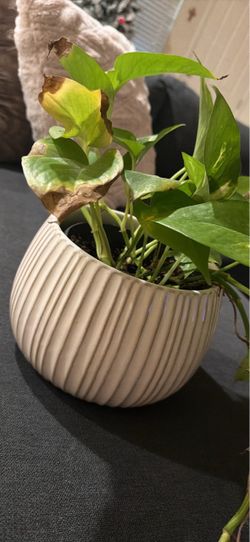 Plant with pot $15