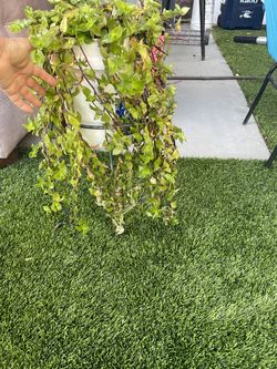 Tradescantia plant ((Coleman &  Cheyenne ))