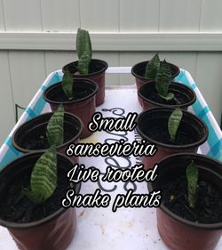 Snake plants pair small