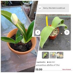 Haemanthus albiflos
Or Paint Brush Lilly