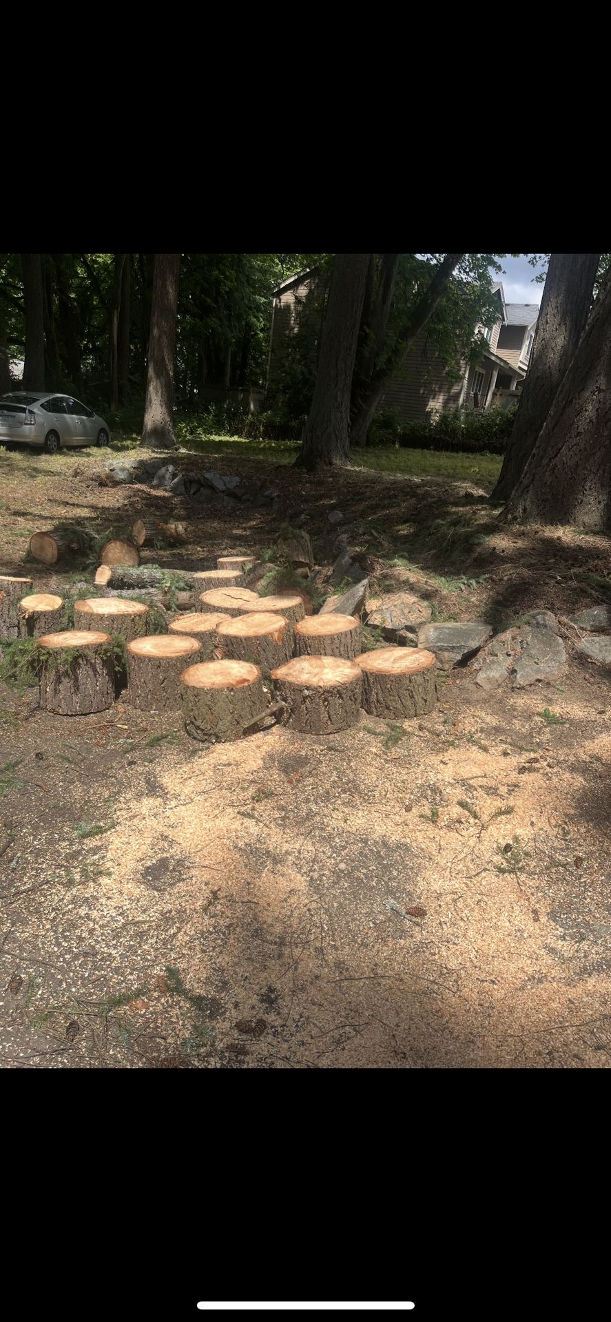Free Woods