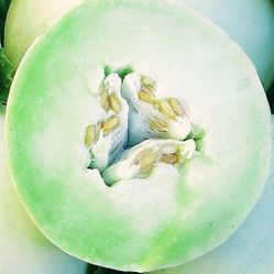 Organic Honeydew Melon Plants! 2025 SEASON EARLY RELEASE!