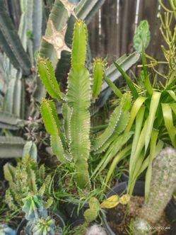 Euphorbia cactus succulent plant