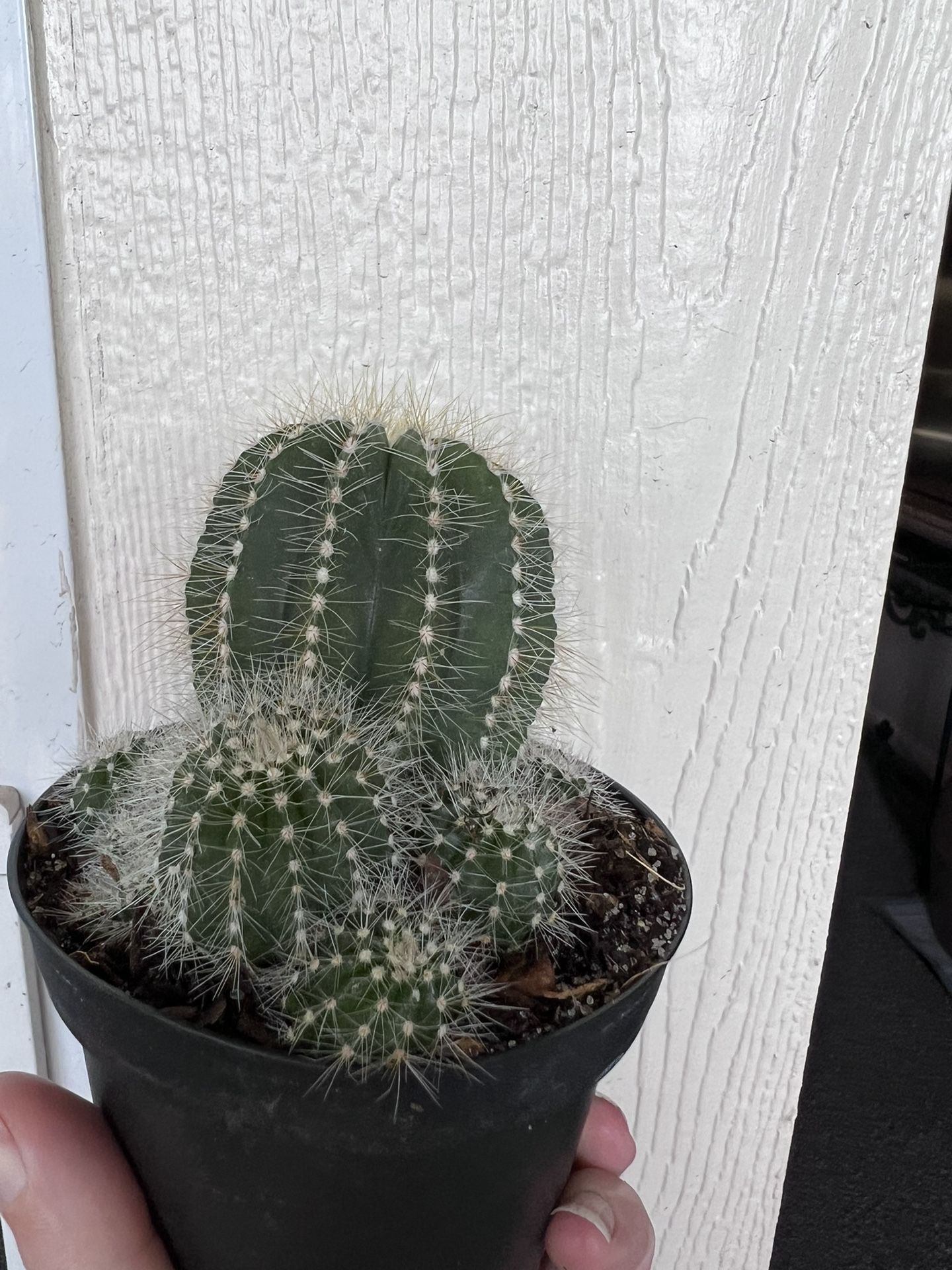 Balloon Cactus Cluster