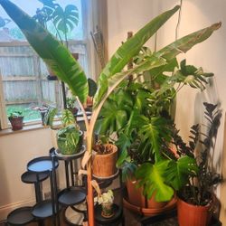  Musa Florida Variegated Banana  
