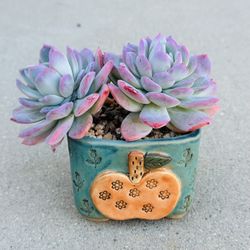 Succulents plants 🪴 