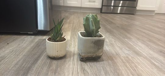 Small plants