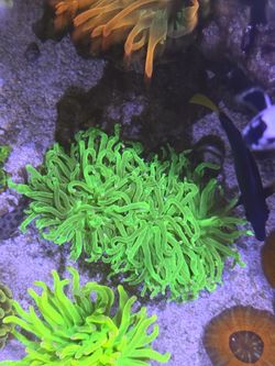 Fake Pink Tip Aussie Torch