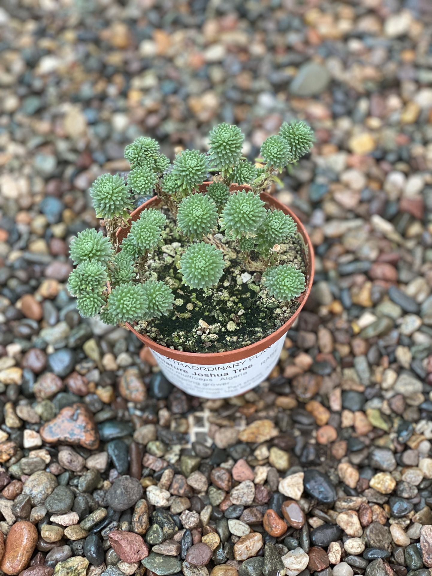 Miniature Joshua Tree