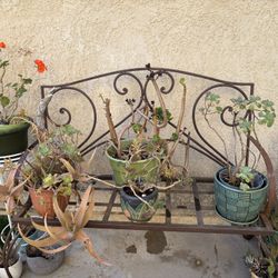 Free Succulents And Cactus 