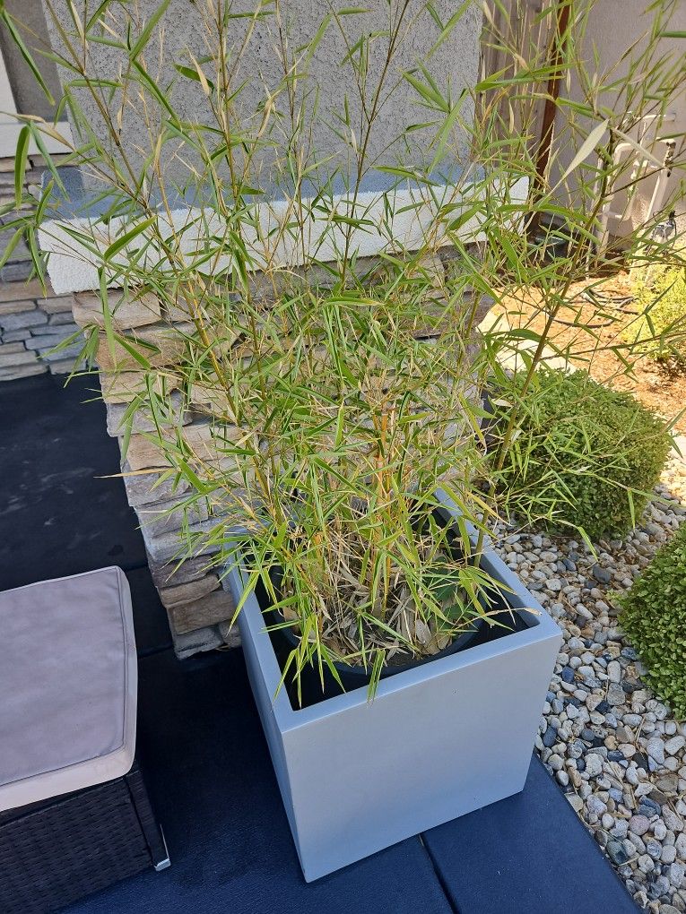 Bamboo Tree Plant