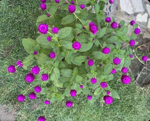 Beautiful Purple Gomphrena globosa !!!!