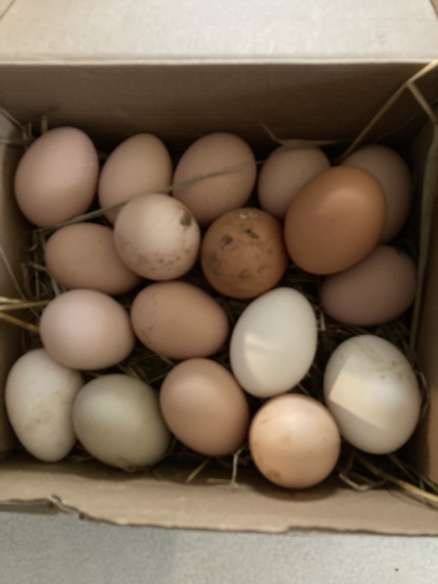 Farm Fresh Chicken Eggs