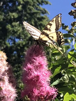 Butterfly bush