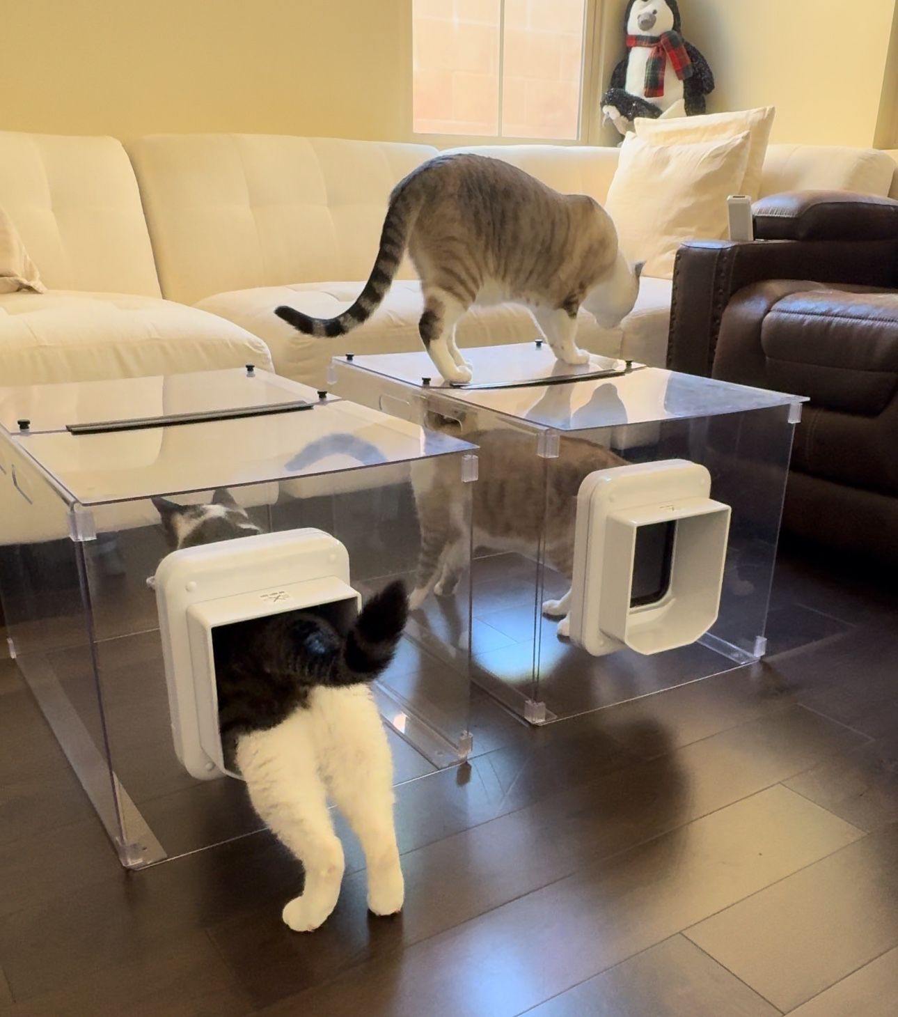 Pet Microchip or RFID Collar Tag Controlled CatMate Flap Door Individual Space Transparent Enclosure System for cats and dogs