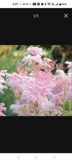 Queen of the prairie - native perennial