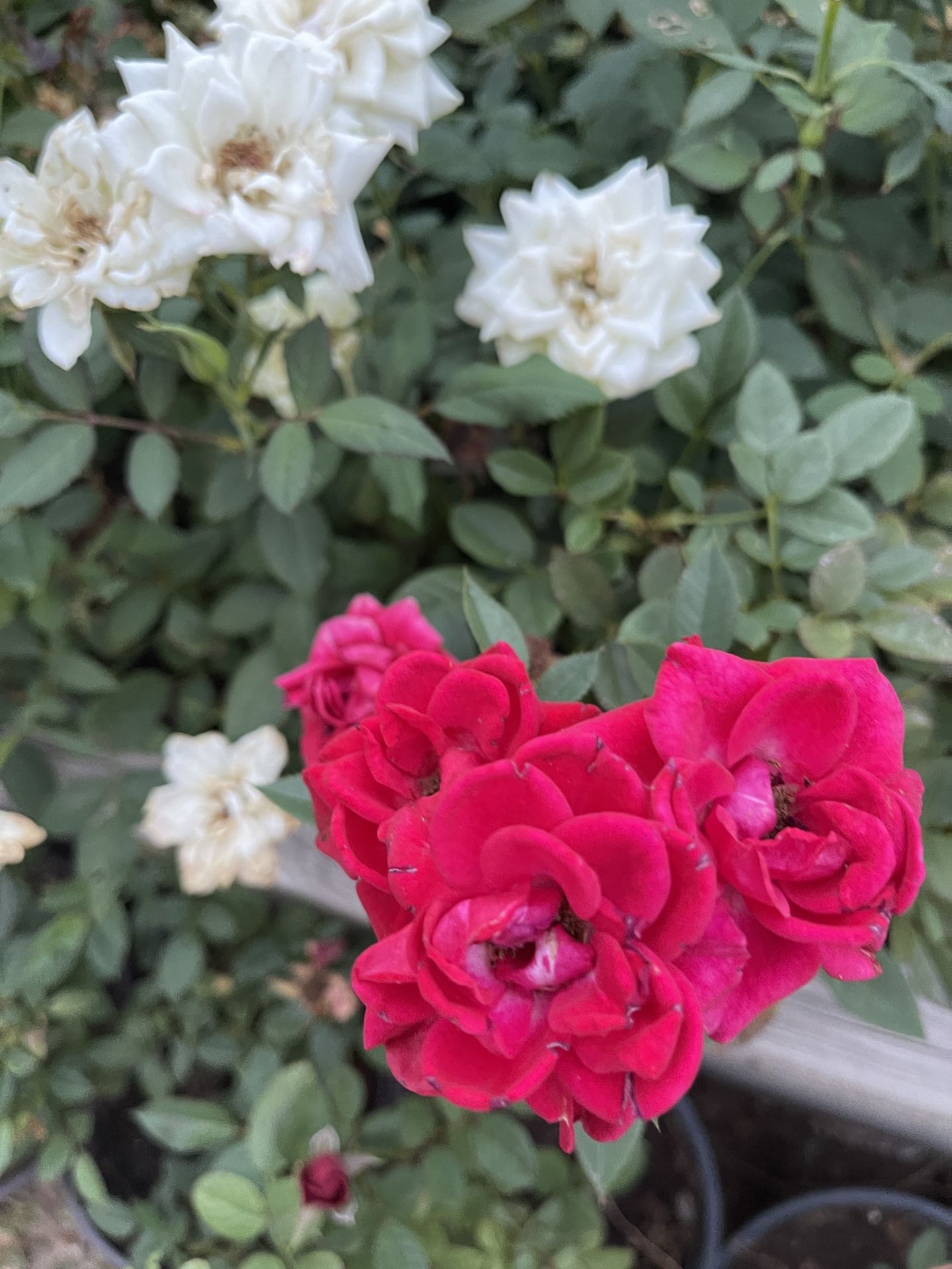 Beautiful Hardy Rose Bushes, Buy 4 Or More And Get Discount, Final Sale