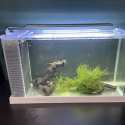 Fluval  Spec V (5 Gallon All-in-one)
