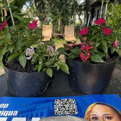 Landscapers Plant Sale, (2 For $15)