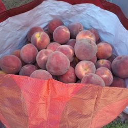 Duraznos