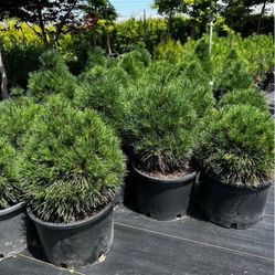 Sylvestris ‘Green Penguin 