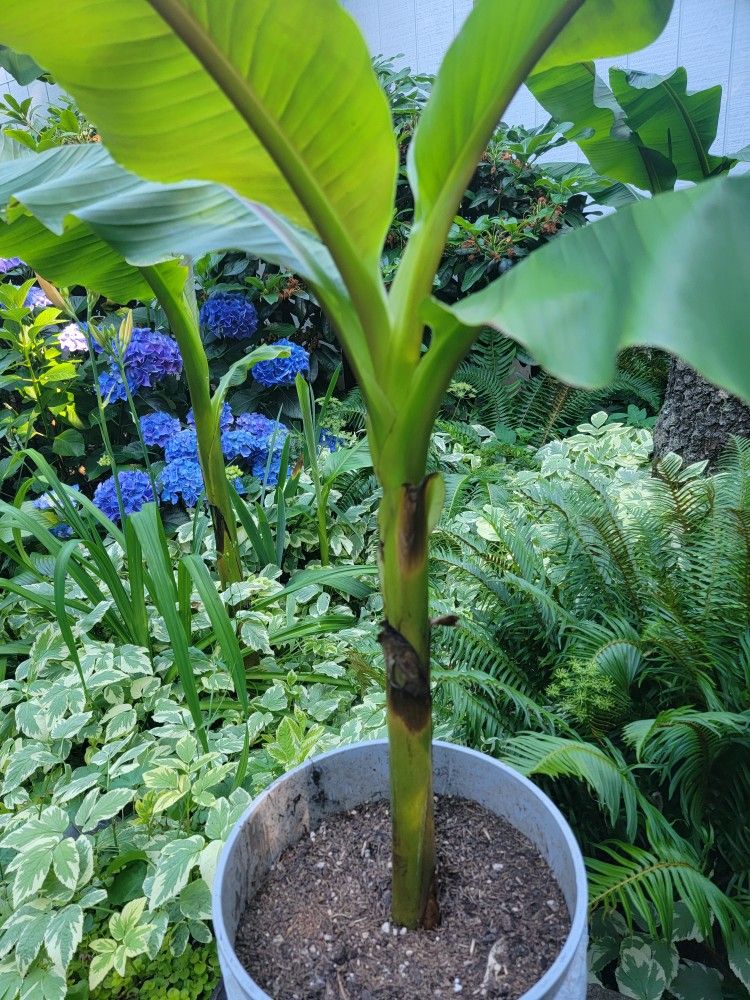 Banana PLANT