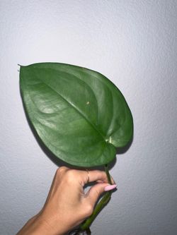 Syngonium Chiapense