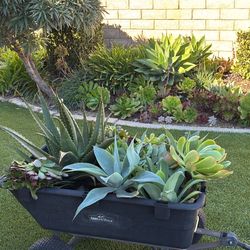 Wagon Full Of Succulents 🪴🌵🪴Agaves,Aeonium And Aloe 