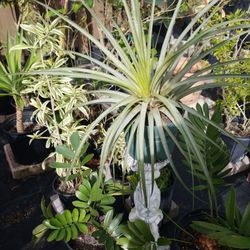Big Air Plant  21" High $7.