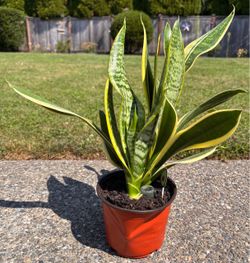 Snake plant