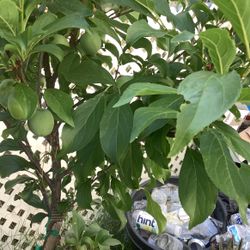Plum Tree